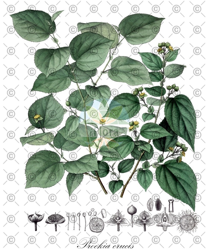 HistAbb_wfo-0001332606_1_ENZY_Simple | Historische Abbildung von Prockia crucis - Salicaceae | Historical Illustration of Prockia crucis - Salicaceae