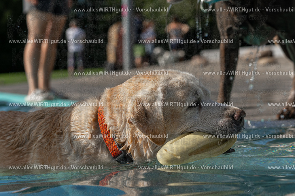 Hundeschwimmen_Volksbad_2026-allesWIRTHgut_Tierfotografie-2609061532-FAY07266 | Professionelle Tierfotografie in Mönchengladbach von Daniel Wirth (allesWIRTHgut). Liebevolle & natürliche Bilder von Hunden & Katzen für unvergessliche Erinnerungen.