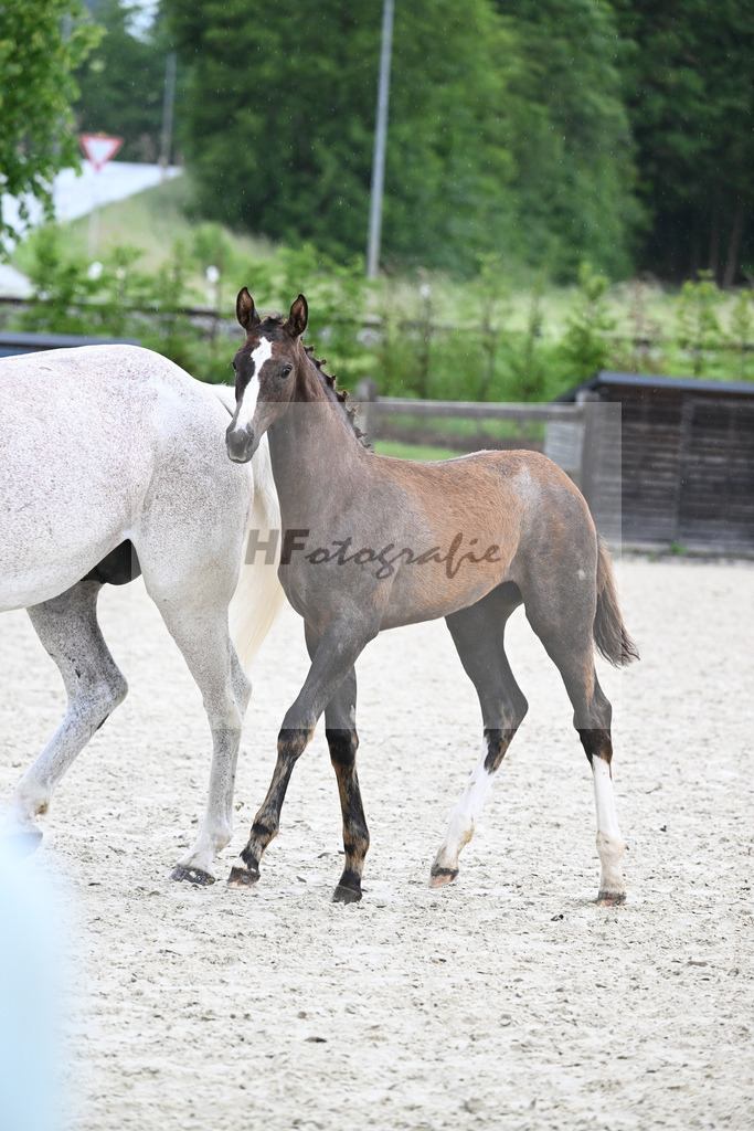 Kat-Nr. 42 SF Benicio_Rudolph_17231554 | hf-fotografie - Realisiert mit Pictrs.com