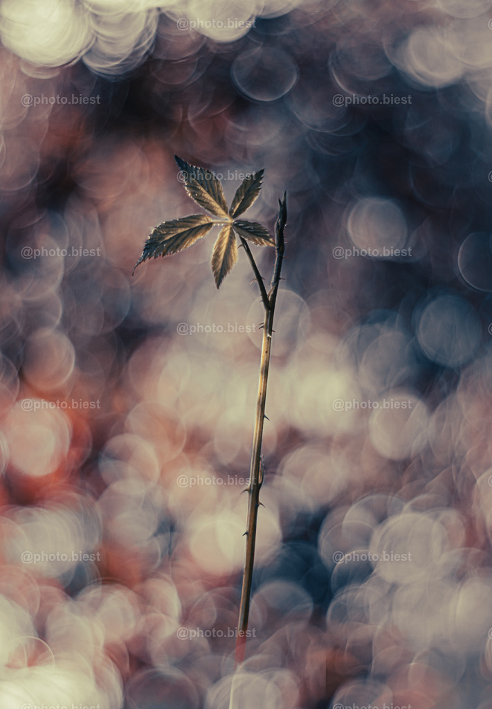 Junges Herbstobst | Ein dorniger Pflanzentrieb einer wilden Himbeerpflanze. - Realisiert mit Pictrs.com