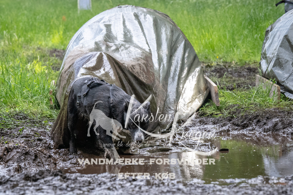 1252_ZZ93980 | kk-dogfotos