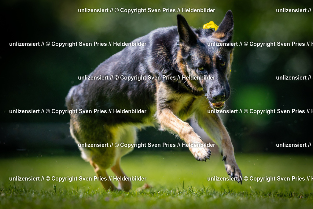 Sven Pries | 2025-08-10 - Hunderennen Durlach - Realisiert mit Pictrs.com