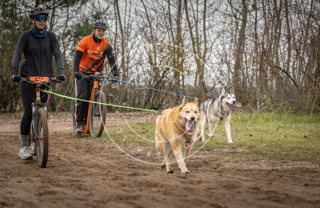 Pfotenfotografie_DV3A0186 | Hundefotografie, Tierfotograf, Pfotenfotografie, Fotoshooting Hund, Hunde Portrait, Hundesport, Hundeportraits, Heideshooting, Hunde, Sportfotograf, Hundefotograf, Turnierhundsport, THS,  - Realisiert mit Pictrs.com