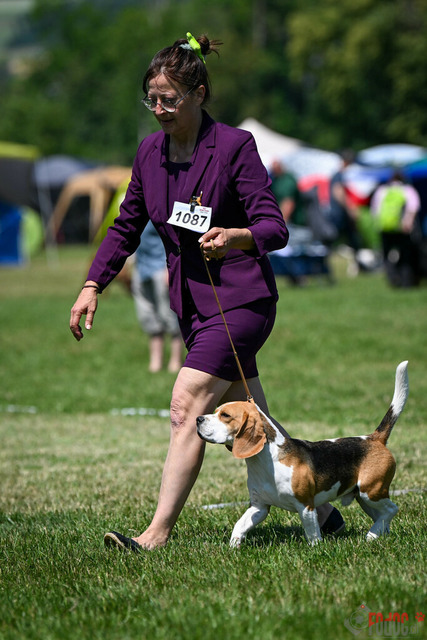 Dogshow CACIB Samstag in Aarau | Dogshow CACIB Samstag in Aarau. 24.06.2023 Foto: LeoWyden