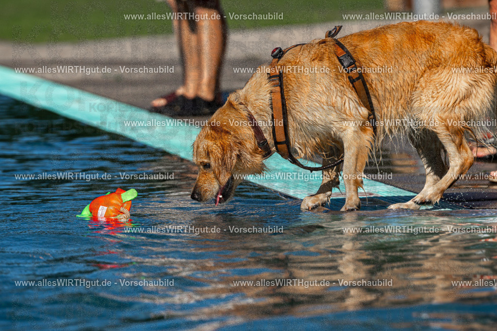 Hundeschwimmen_Volksbad_2026-allesWIRTHgut_Tierfotografie-2609061105-FAY06127 | Professionelle Tierfotografie in Mönchengladbach von Daniel Wirth (allesWIRTHgut). Liebevolle & natürliche Bilder von Hunden & Katzen für unvergessliche Erinnerungen.