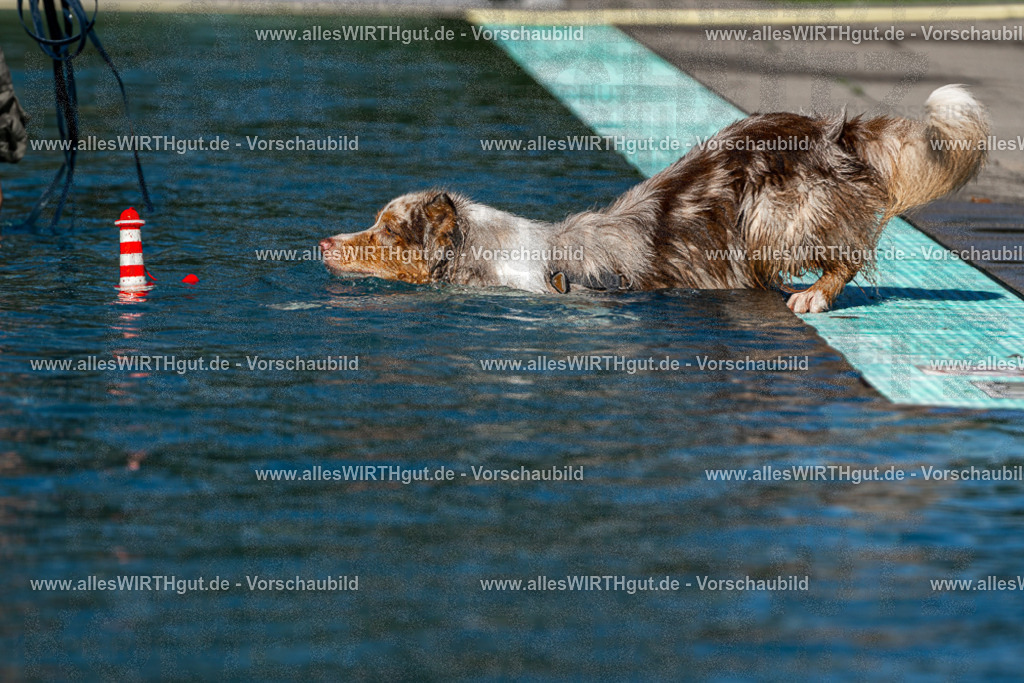 Hundeschwimmen_Volksbad_2026-allesWIRTHgut_Tierfotografie-2609061031-FAY05925 | Professionelle Tierfotografie in Mönchengladbach von Daniel Wirth (allesWIRTHgut). Liebevolle & natürliche Bilder von Hunden & Katzen für unvergessliche Erinnerungen.