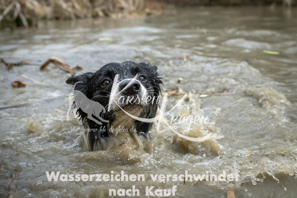 1509_ZZ92375 | kk-dogfotos