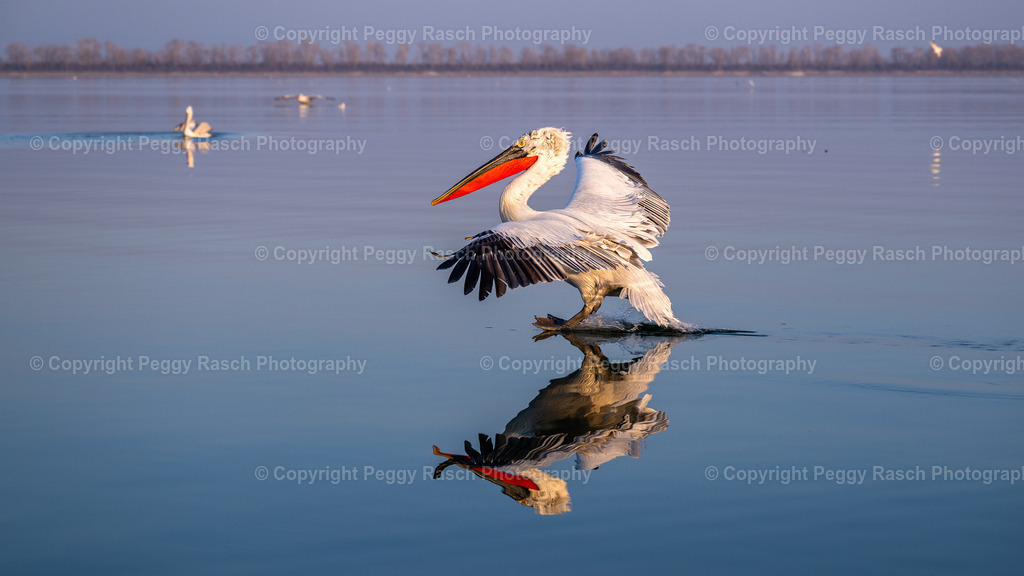 Pelikane (42) | PeggyRaschPhotography - Realisiert mit Pictrs.com
