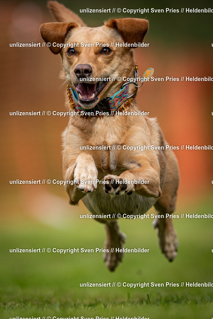 Sven Pries | 2024-09-22 - Hunderennen Baden-BadenPudelverein - Realisiert mit Pictrs.com