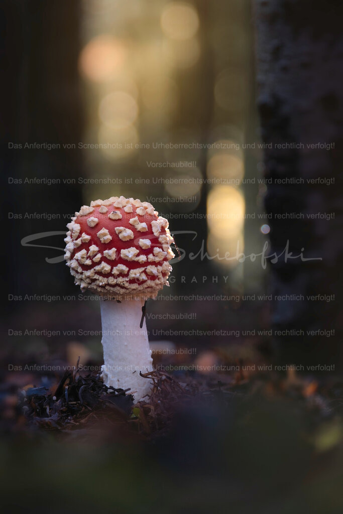 Fliegenpilz_19.10.2024_DSCF7389 | Exklusive Naturfotografie für stilvolle Wanddekoration ★ Premium Wandbilder Made in Germany ✔️ FineArt Drucke & Downloads ✔️ Brillante Farben, höchste Qualität & weltweiter Versand ✔️ - Realisiert mit Pictrs.com