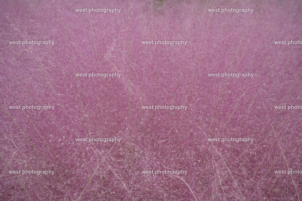 Muhlenbergia capillaris 1 - JPN 2025 | west photography - Realisiert mit Pictrs.com