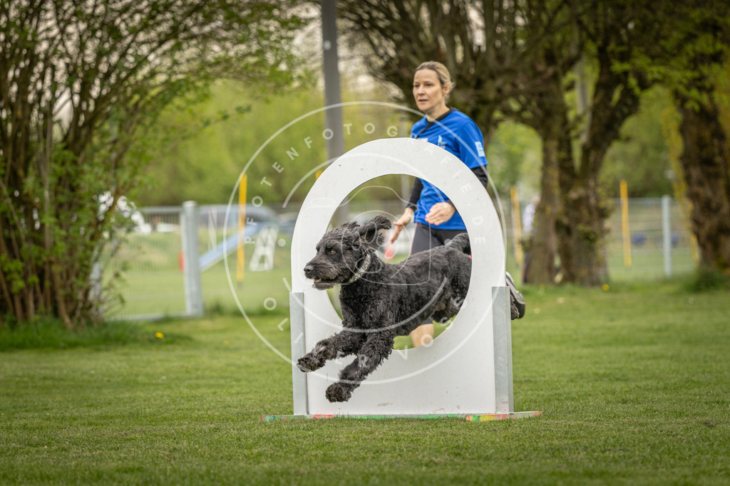Pfotenfotografie_DV3A1442 | Hundefotografie, Tierfotograf, Pfotenfotografie, Fotoshooting Hund, Hunde Portrait, Hundesport, Hundeportraits, Heideshooting, Hunde, Sportfotograf, Hundefotograf, Turnierhundsport, THS,  - Realisiert mit Pictrs.com