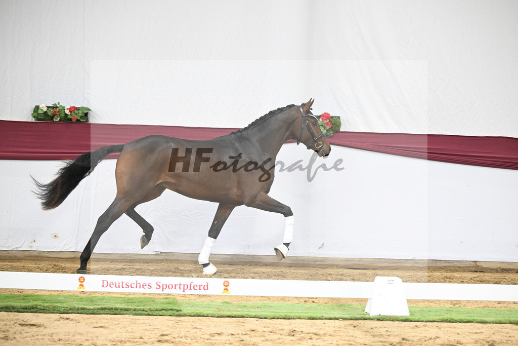 Kat-Nr. 30 Federer x Laomedon_Schulze Averdiek Sportpferde und Aufzucht GbR_47250968 | hf-fotografie - Realisiert mit Pictrs.com