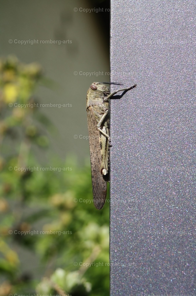 IMG_2730 | romberg-arts, romberg-arts.de, www.romberg-arts.de, Foto_Online_Shop, Julia Fuhrmann, Köln, Fotos, Fotografie, Fotokunst, Kunstdrucke, Naturfotos, Aktfotos, Nacktfotos, schwarz_weiß_Fotos, Blumenfotos, Blumen, Tiere, Beton, Korrosion, Lächeln, Drucke