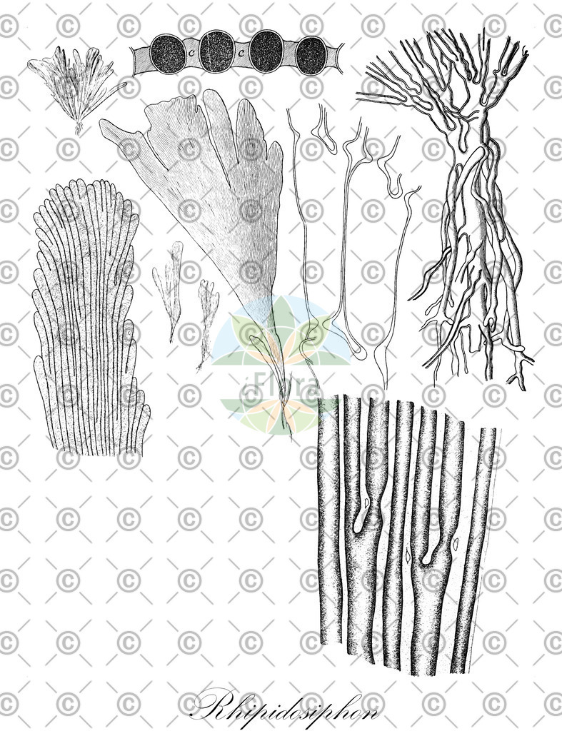 HistAbb_642BS_1_ENZY_Simple | Historische Abbildung von Rhipidosiphon - Udoteaceae (0) | Historical Illustration of Rhipidosiphon - Udoteaceae (0)