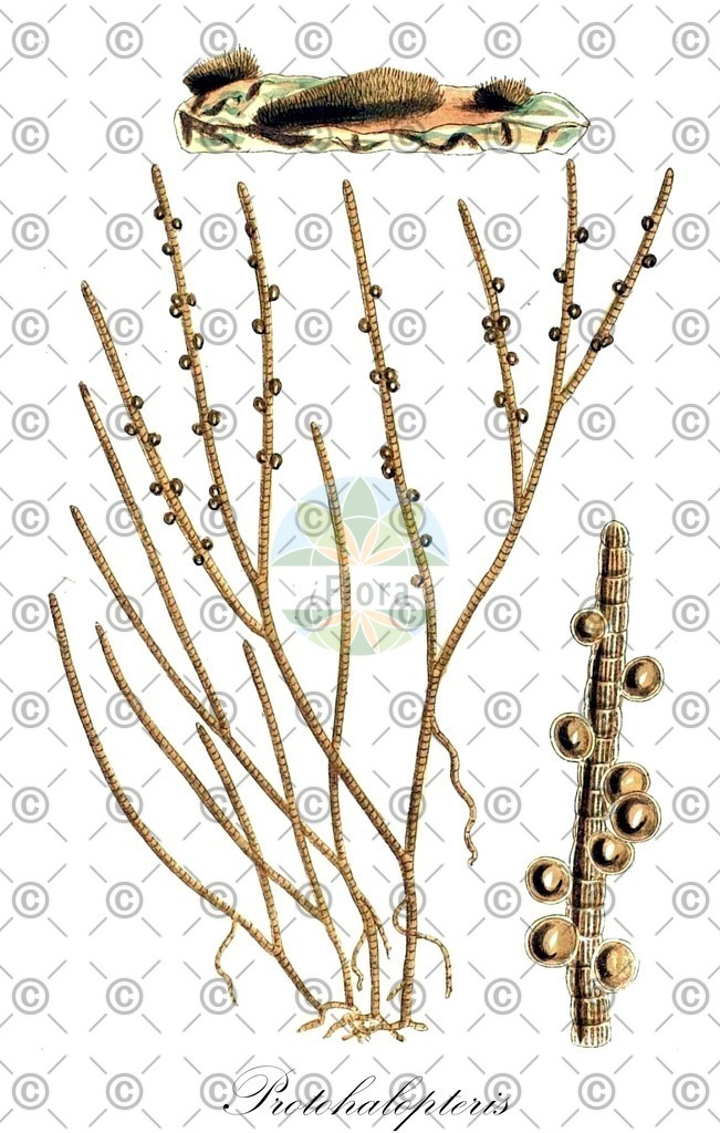 HistAbb_wfo-0001050175_1_ENZY_Simple | Historische Abbildung von Protohalopteris - Stypocaulaceae (0) | Historical Illustration of Protohalopteris - Stypocaulaceae (0)