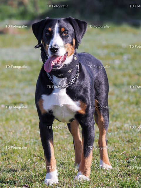 hund-3170064 | Fotogalerie von Thomas Dettweiler mit Eventbildern und lizenzfreien Fotos. Perfekt als Wandbild, für Büro, Website oder private Nutzung. - Realisiert mit Pictrs.com