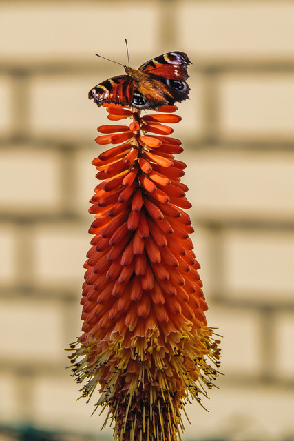 Schmetterling | gut getarnter Schmetterling 
