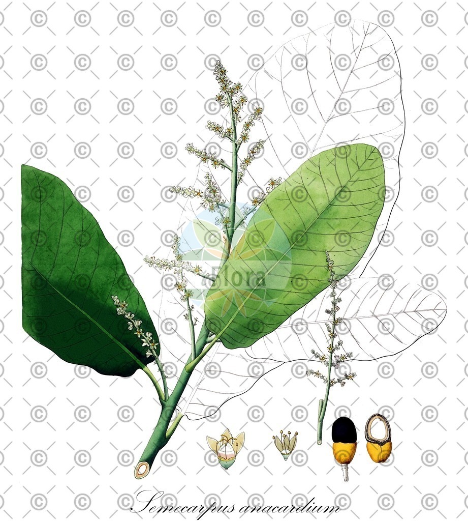 HistAbb_wfo-0000740513_1_ENZY_Simple | Historische Abbildung von Semecarpus anacardium - Anacardiaceae | Historical Illustration of Semecarpus anacardium - Anacardiaceae