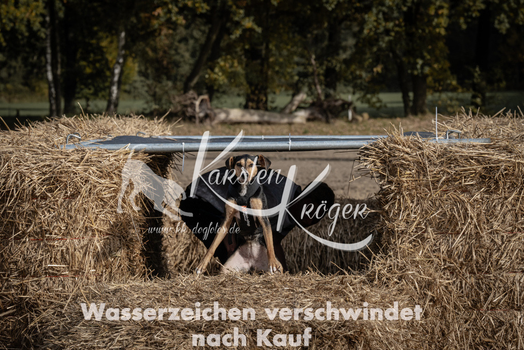 1213_ZZ93656 | kk-dogfotos
