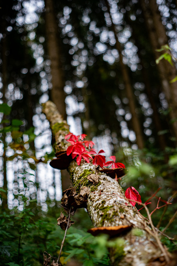 Kletternde Blätter | Rote Herbstblätter die einen Stamm hinauf klettern - Realisiert mit Pictrs.com