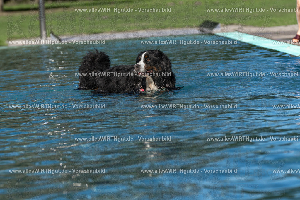 Hundeschwimmen_Volksbad_2026-allesWIRTHgut_Tierfotografie-2609061106-FAY06139 | Professionelle Tierfotografie in Mönchengladbach von Daniel Wirth (allesWIRTHgut). Liebevolle & natürliche Bilder von Hunden & Katzen für unvergessliche Erinnerungen.