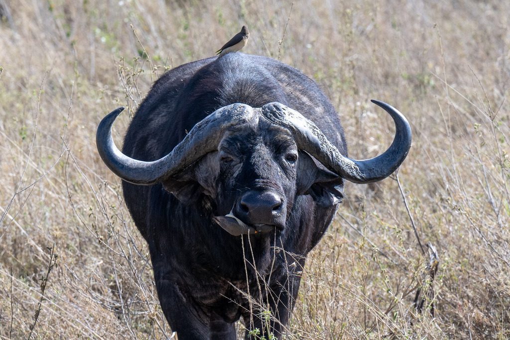 Serengeti Nationalpark - 30. September 2022 | Kaffernbüffel mit Gelbschnabelmadenhacker im Serengeti Nationalpark.
Bild: Sportfotografie Markus Aeschimann | www.markus-aeschimann.ch - Realisiert mit Pictrs.com