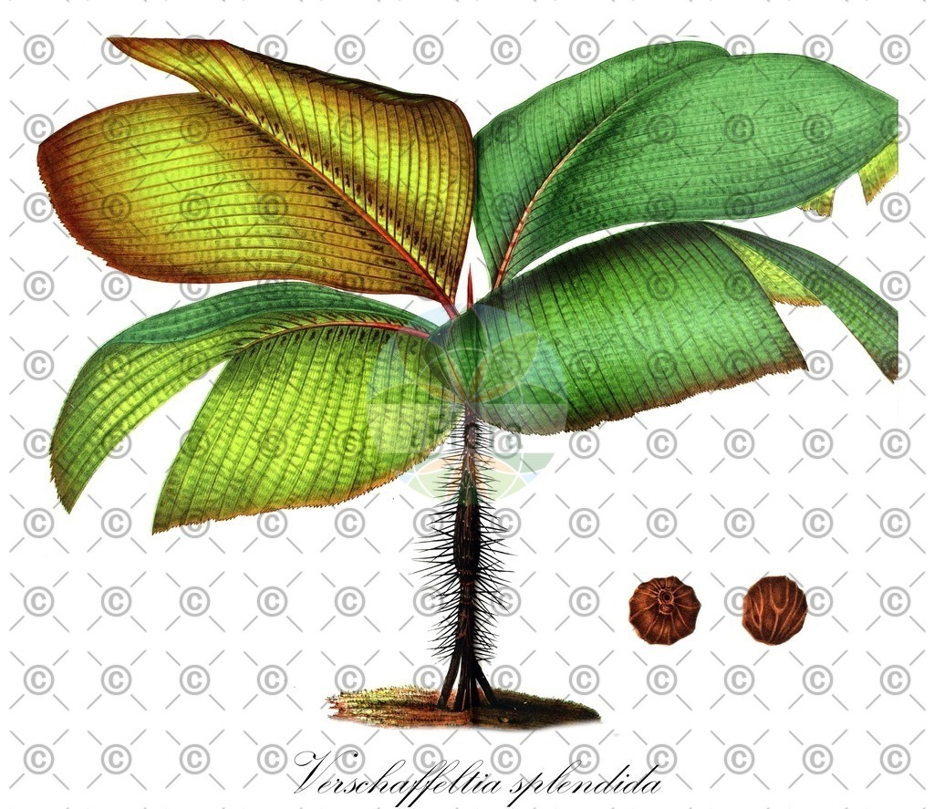 HistAbb_wfo-0001161171_1_ENZY_Simple | Historische Abbildung von Verschaffeltia splendida - Arecaceae | Historical Illustration of Verschaffeltia splendida - Arecaceae