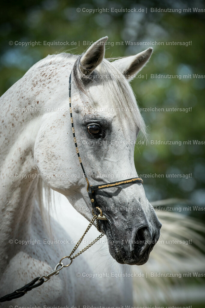 20150904_TOMsPiC_0265 | equistock