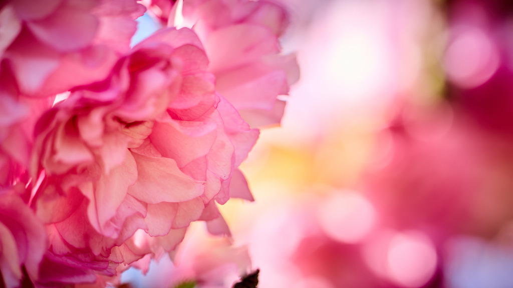 Kirchblüte IV | kleinen-fotografie