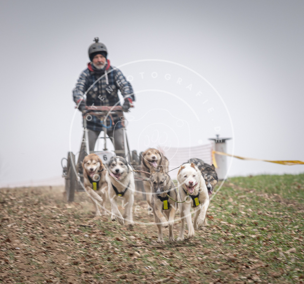 Pfotenfotografie_DV3A2079 | Hundefotografie, Tierfotograf, Pfotenfotografie, Fotoshooting Hund, Hunde Portrait, Hundesport, Hundeportraits, Heideshooting, Hunde, Sportfotograf, Hundefotograf, Turnierhundsport, THS,  - Realisiert mit Pictrs.com