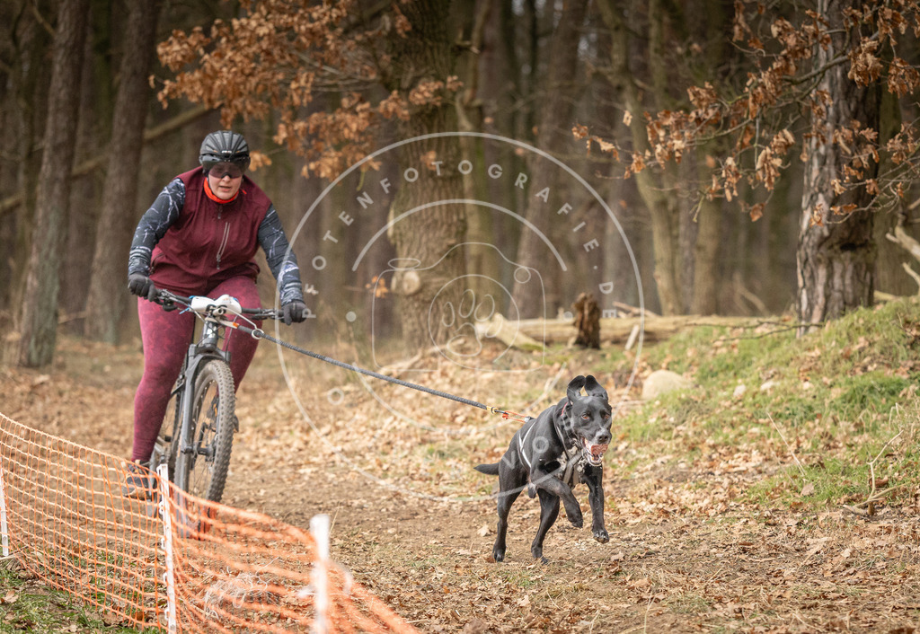 Pfotenfotografie_DV3A3346 | Hundefotografie, Tierfotograf, Pfotenfotografie, Fotoshooting Hund, Hunde Portrait, Hundesport, Hundeportraits, Heideshooting, Hunde, Sportfotograf, Hundefotograf, Turnierhundsport, THS,  - Realisiert mit Pictrs.com