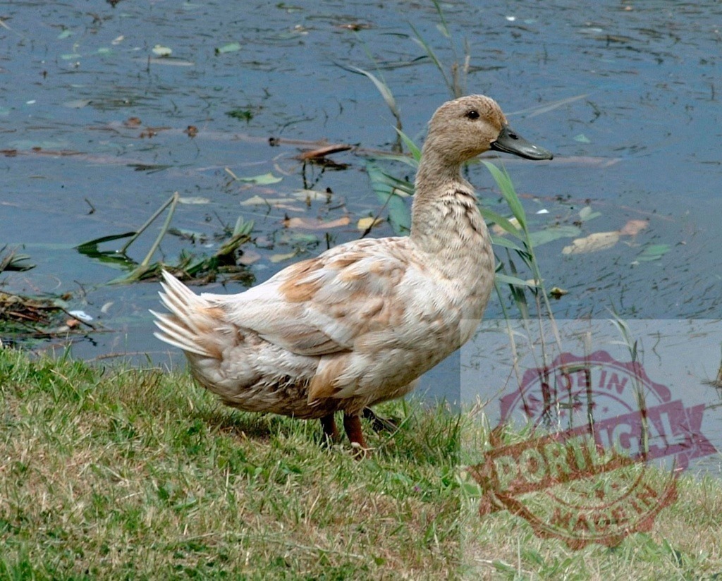 Duck standing on green grass near pond water | Domestic duck standing on the grassy bank of a pond, looking at water - Realisiert mit Pictrs.com