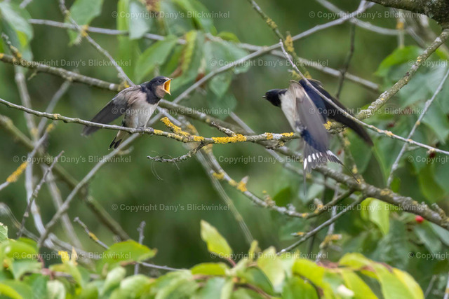 2019128 | Tierfotografie, Tierkalender, Tierbilder, Insekten, Spinnen, Vögel, Schmetterling, Libellen, Leinwand, Colorkey, Qualität, Geschenkartikel, Geschenk - Realisiert mit Pictrs.com