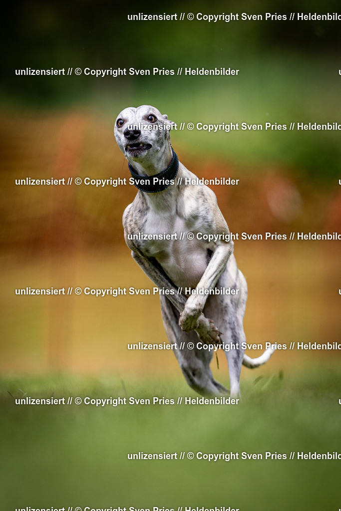 Sven Pries | 2024-04-21 - Hunderennen Baden-Oos
Foto: Sven Pries - Realisiert mit Pictrs.com