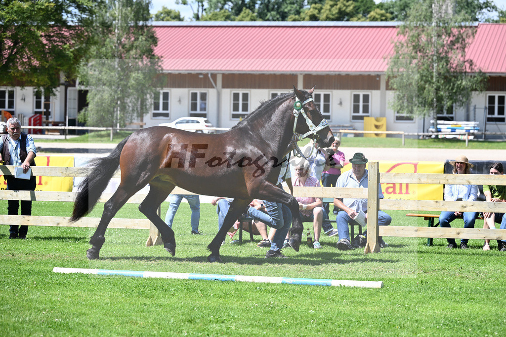 Kat-Nr. 38 Zarathustra v. Ramses_Berchtold_22240660 | hf-fotografie - Realizzato con Pictrs.com