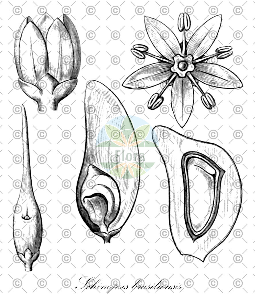 HistAbb_wfo-0000435157_1_ENZY_Simple | Historische Abbildung von Schinopsis brasiliensis - Anacardiaceae | Historical Illustration of Schinopsis brasiliensis - Anacardiaceae