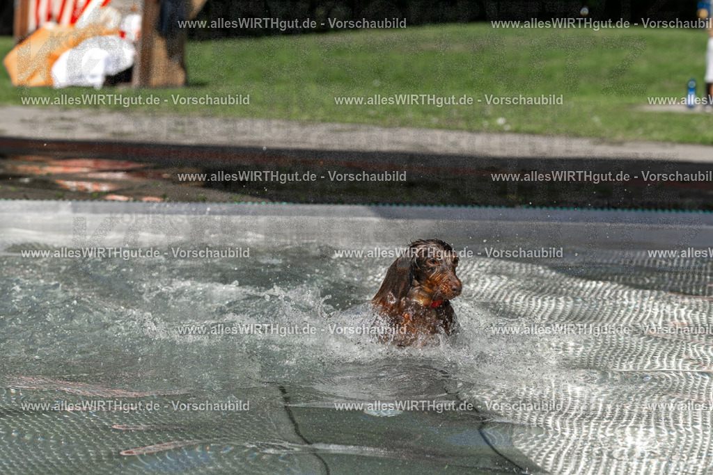 Hundeschwimmen_Volksbad_2026-allesWIRTHgut_Tierfotografie-2609061343-FAY06837 | Professionelle Tierfotografie in Mönchengladbach von Daniel Wirth (allesWIRTHgut). Liebevolle & natürliche Bilder von Hunden & Katzen für unvergessliche Erinnerungen.