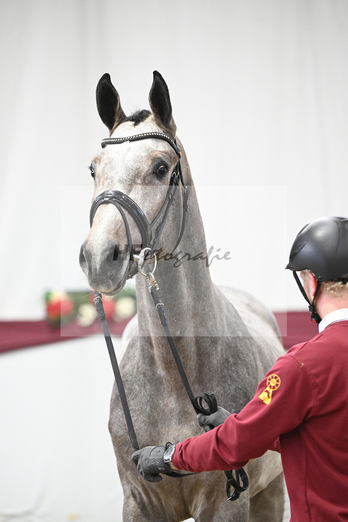 Kat-Nr. 76 Emerald van het Ruytershof x Clarimo_Vogel u Will Equestrian GmbH_47252680 | hf-fotografie - Realisiert mit Pictrs.com