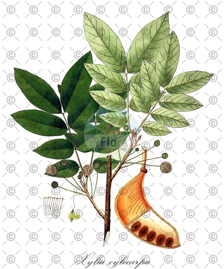 HistAbb_wfo-0001035773_1_ENZY_Simple | Historische Abbildung von Xylia xylocarpa - Fabaceae | Historical Illustration of Xylia xylocarpa - Fabaceae