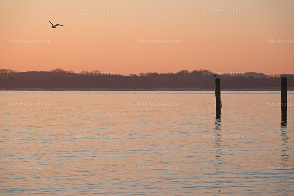 Daybreak over the Baltic Sea with seagulls | foto-focus-online