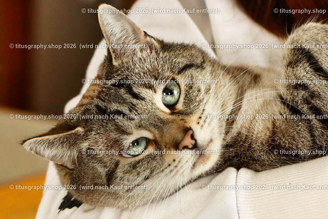 Minou 113 | titusgraphy.eu präsentiert anspruchsvolle Katzenfotos in verschiedenen Variationen.  - Realisiert mit Pictrs.com