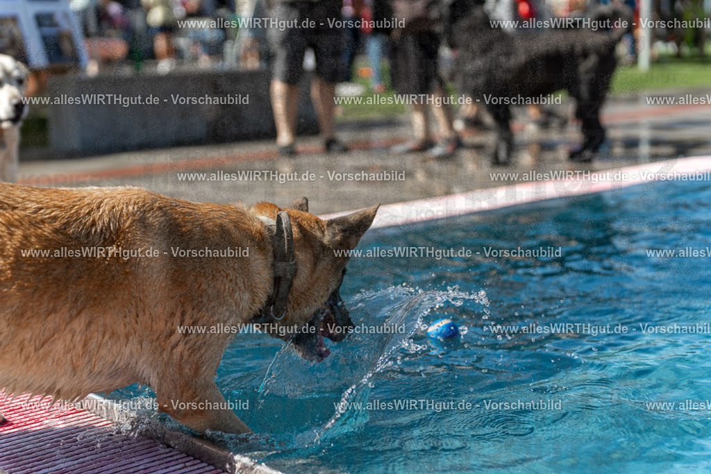 Hundeschwimmen_Volksbad_2026-allesWIRTHgut_Tierfotografie-2609061200-111023-7R500067 | Professionelle Tierfotografie in Mönchengladbach von Daniel Wirth (allesWIRTHgut). Liebevolle & natürliche Bilder von Hunden & Katzen für unvergessliche Erinnerungen.