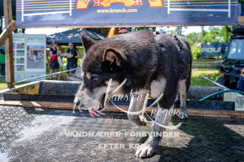 1304_ZZ90519 | kk-dogfotos