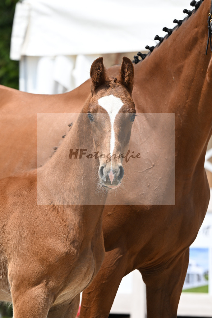 Zirocco Blue x Casall_HF_Simonet_12250812 | hf-fotografie - Realizzato con Pictrs.com