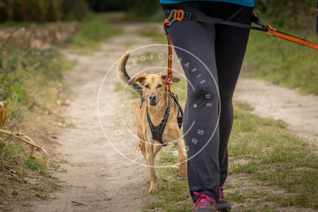 Pfotenfotografie_DV3A6424 | Hundefotografie, Tierfotograf, Pfotenfotografie, Fotoshooting Hund, Hunde Portrait, Hundesport, Hundeportraits, Heideshooting, Hunde, Sportfotograf, Hundefotograf, Turnierhundsport, THS,  - Realisiert mit Pictrs.com