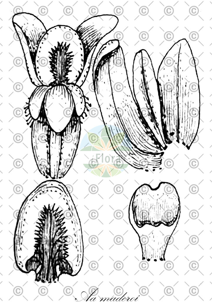 HistAbb_wfo-0000319090_1_ENZY_Simple | Historische Abbildung von Aa maderoi - Orchidaceae | Historical Illustration of Aa maderoi - Orchidaceae