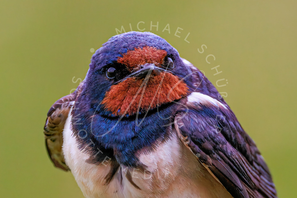 2021-07-22 Eidersperrwerk u Moewen - 040 | Rauchschwalbe - Realisiert mit Pictrs.com