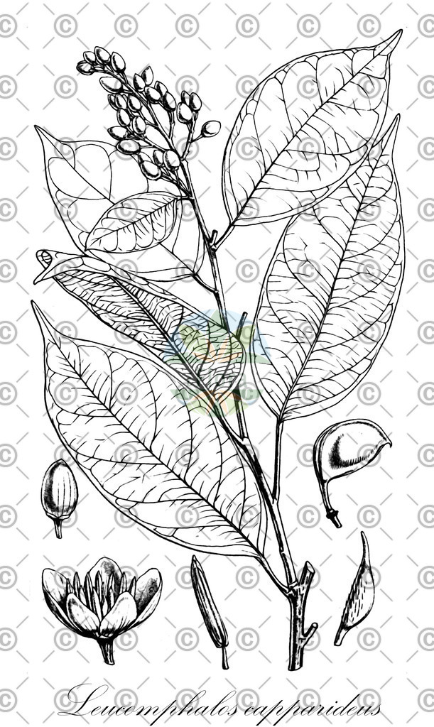 HistAbb_wfo-0001182328_1_ENZY_Simple | Historische Abbildung von Leucomphalos capparideus - Fabaceae | Historical Illustration of Leucomphalos capparideus - Fabaceae