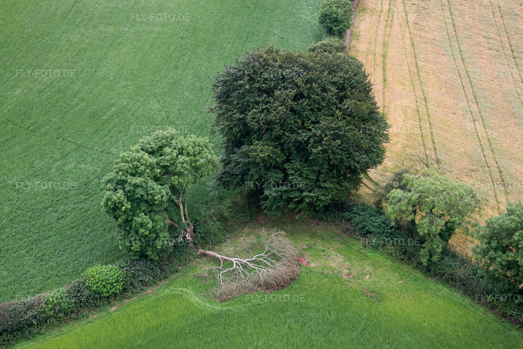 Luftbild: Vom Blitz gespaltener Baum an einem Feldrand in Compton, im Ortsteil Compton in Paignton im Bundesland England in Vereinigtes Königreich. Foto: IMG_19515.jpg vom 20.07.2009 durch Werner Riehm/FLY-FOTO.de
